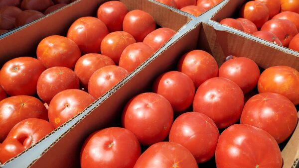 Tomatoes 1/2 Bushel