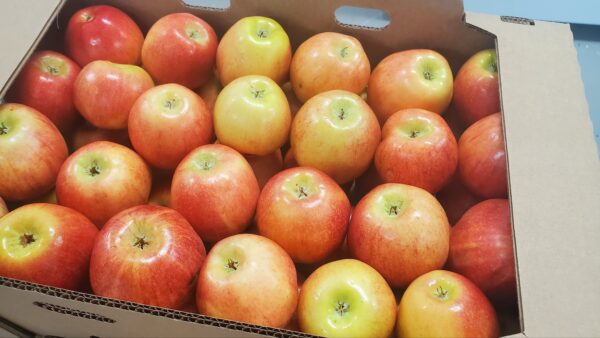 Gala Apples #2's 1/2 Bushel