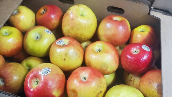 Honeycrisp Apples #2's 1/2 Bushel