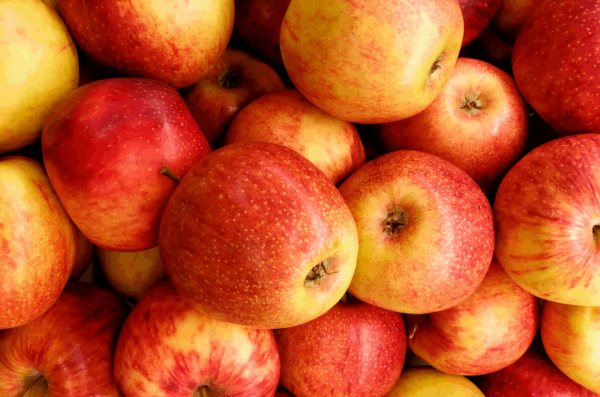 Gala Apples Orchard Run 1/2 Bushel