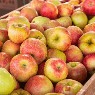 Honeycrisp Apples Orchard Run 1/2 Bushel