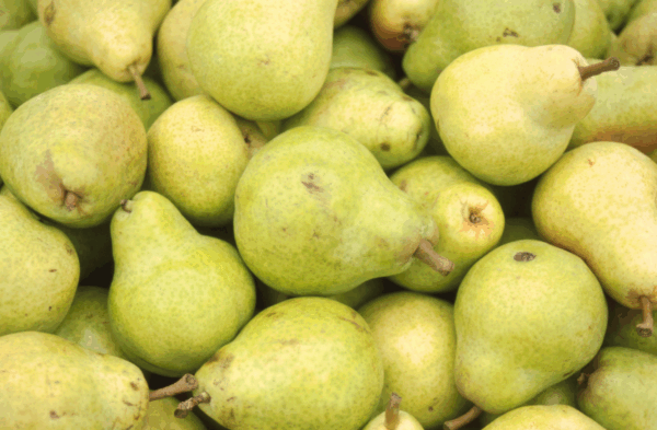 Bartlett Pears Orchard Run